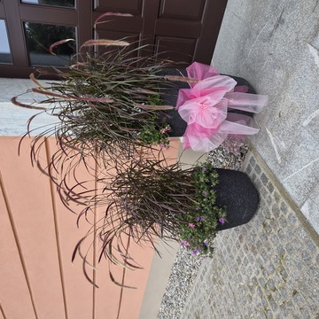 Rožnati oktober na Muti